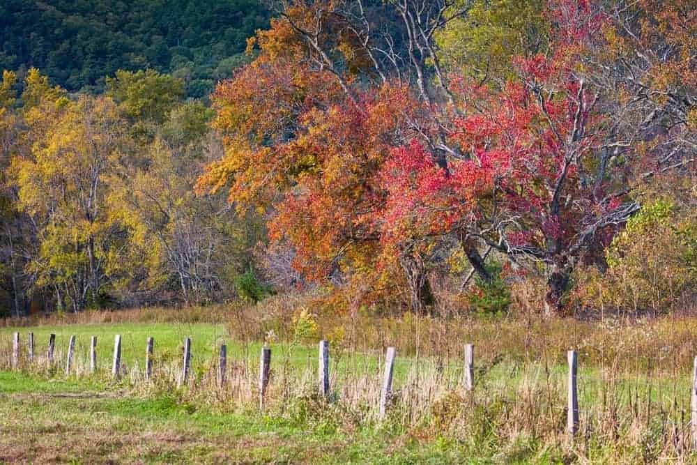 Where can you find a Tennessee fall foliage map?