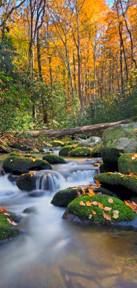 fall on a smokies stream