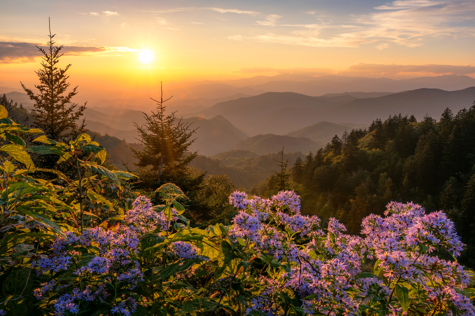 wildflowers in the smokies