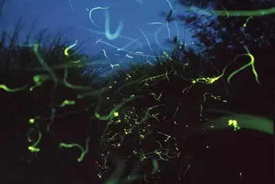 Fireflies in the mountains