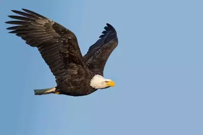 A bald eagle in flight.