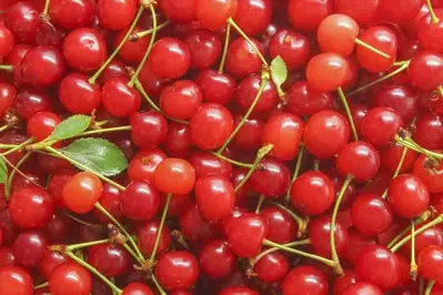 A big pile of fresh cherries with stems.