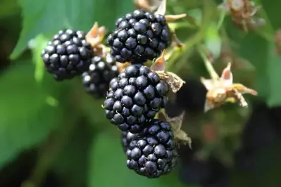 Blackberries growing on a plant.