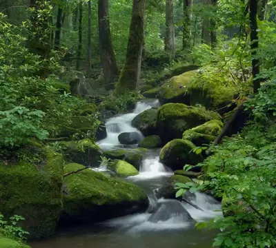 Quick Facts About the Great Smoky Mountains National Park