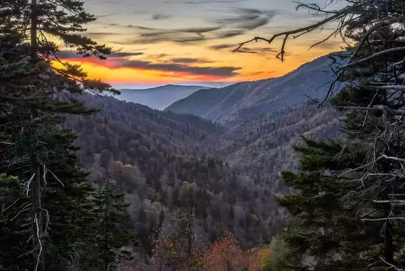 Hemlock forest in the Smoky Mountains