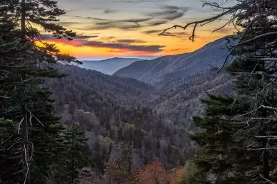 Hemlock forest in the Smoky Mountains