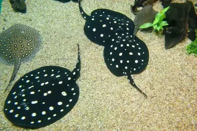 Pearl Harbor at Ripley's Aquarium