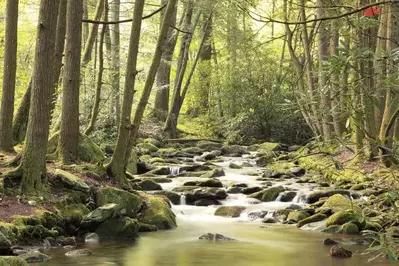 Beautiful photo of the Little River at Elkmont in the Great Smoky Mountains National Park.