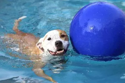 A smiling dog and a ball in a swimming pool.