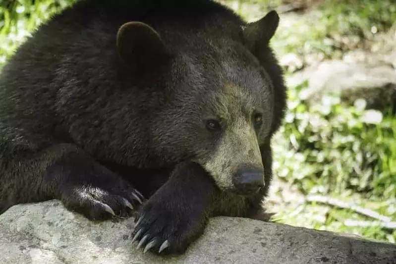 Smoky Mountain bear on rock
