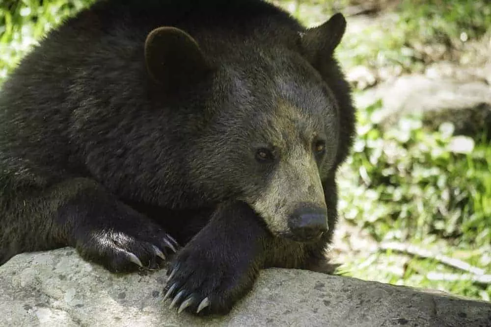 Smoky Mountain bear on rock