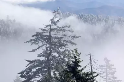 Frosted trees in the fog from Clingmans Dome