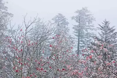 Snow covering trees in the Smokies