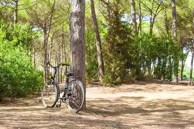 Bicycle sitting by a tree in the Great Smoky Mountains