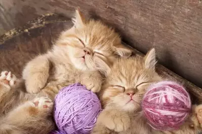 Two cats laying together with balls of yarn