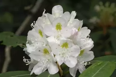 Smoky Mountain wildflower Great Laurel Rhododendron