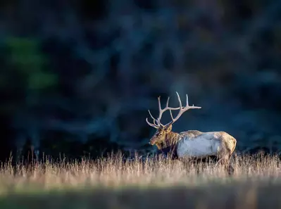 Elk