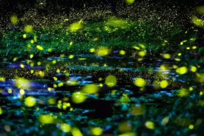 Flireflies in the woods