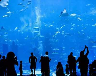 People watching fish at aquarium
