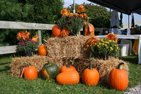 pumpkins at wears valley fall fest