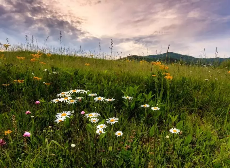 spring in cades cove