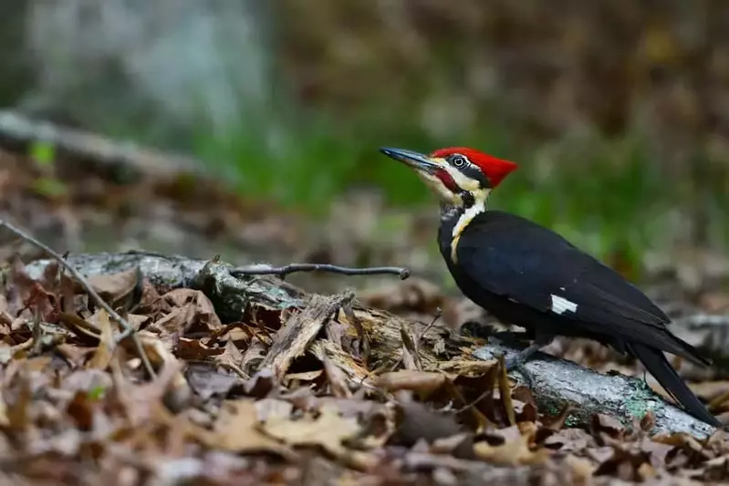 Pleated,Woodpecker,In,Forest