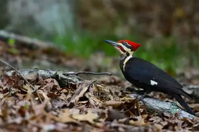Pleated,Woodpecker,In,Forest