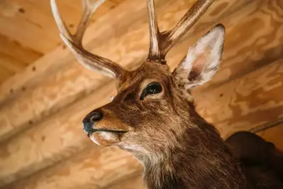 deer taxidermy