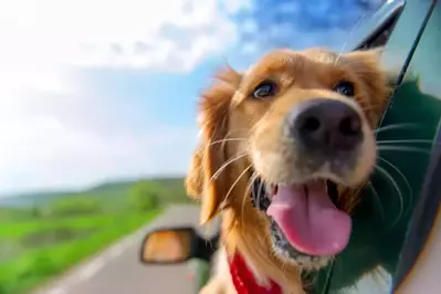 dog in the car 