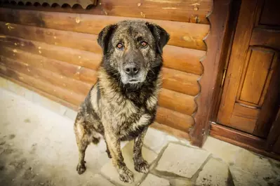 dog on the deck of a cabin