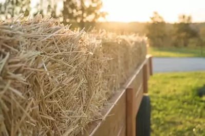 Hayride 