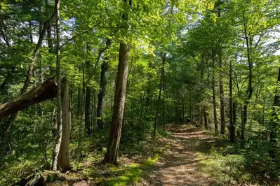 trail in the woods