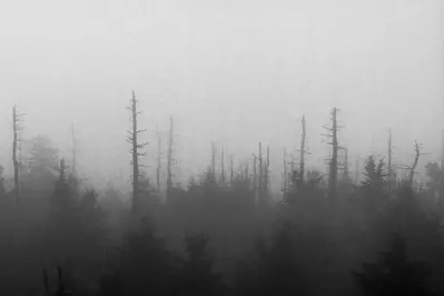 fog in smoky mountains