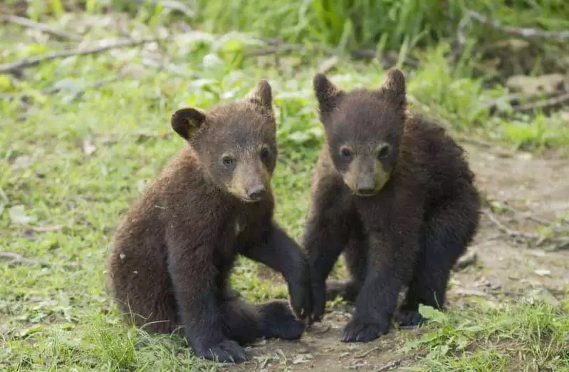 two black bear cubs in grass