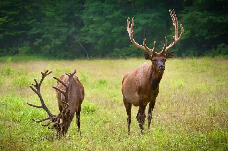 Two smoky mountain elk in a field