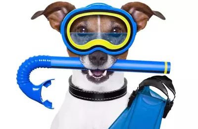 dog with goggles and snorkel