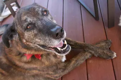 dog relaxing on deck