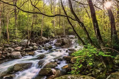 creek in the smoky mountains
