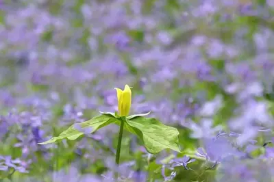 yellow trillium wildflower in the Smoky Mountains