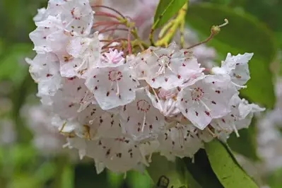 mountain laurel