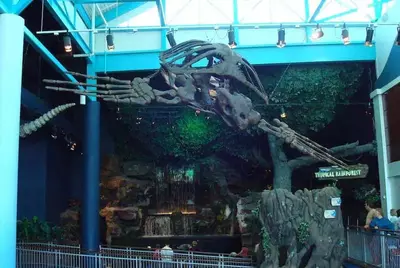 skeleton of turtle in ripley's aquarium in gatlinburg