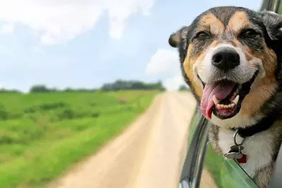 dog riding in the car