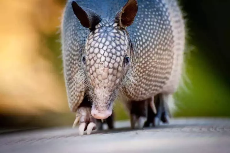 Close-up of an armadillo.