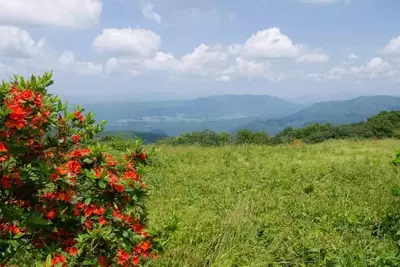 wildflowers in gregory bald