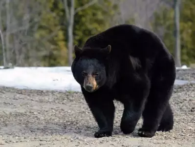 black bear walking