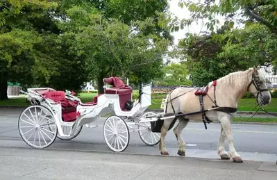 horse drawn carriage