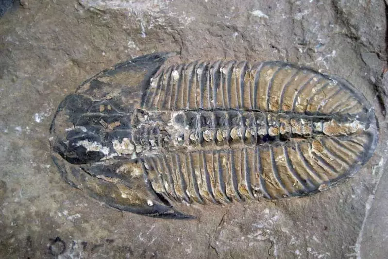 A trilobite fossil.