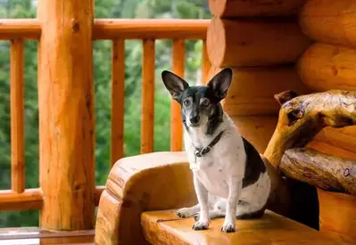 A dog sitting on the porch of a cabin.