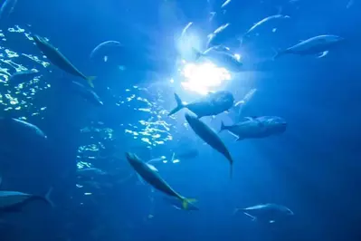 Under water at an aquarium