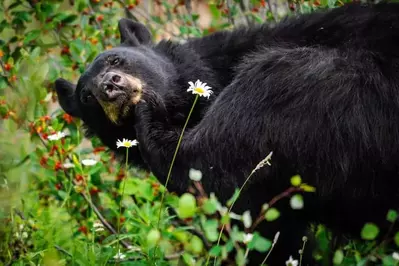 A black bear in the Smoky Mountains feeding in a berry patch.